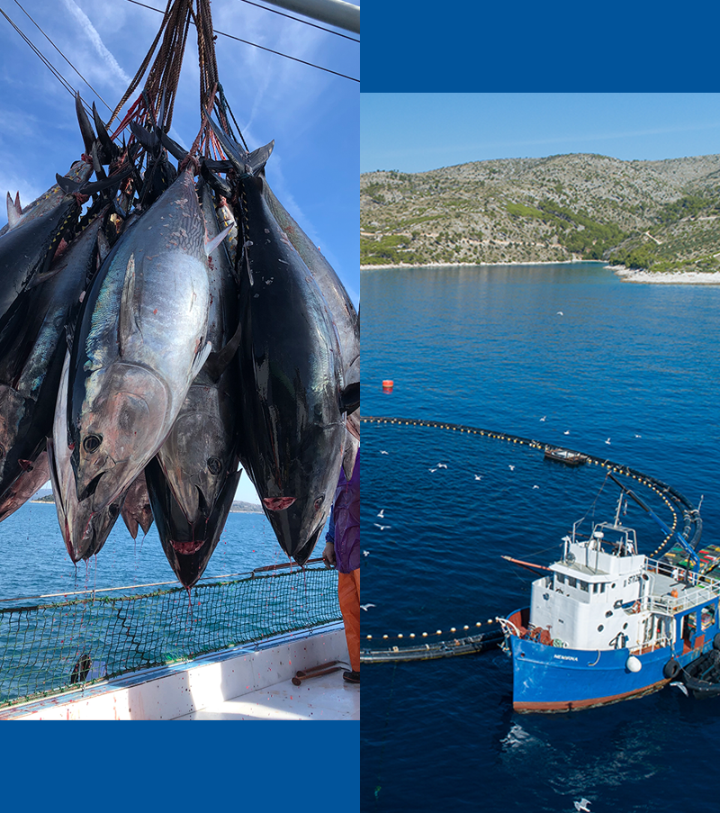 クロアチアの本マグロ