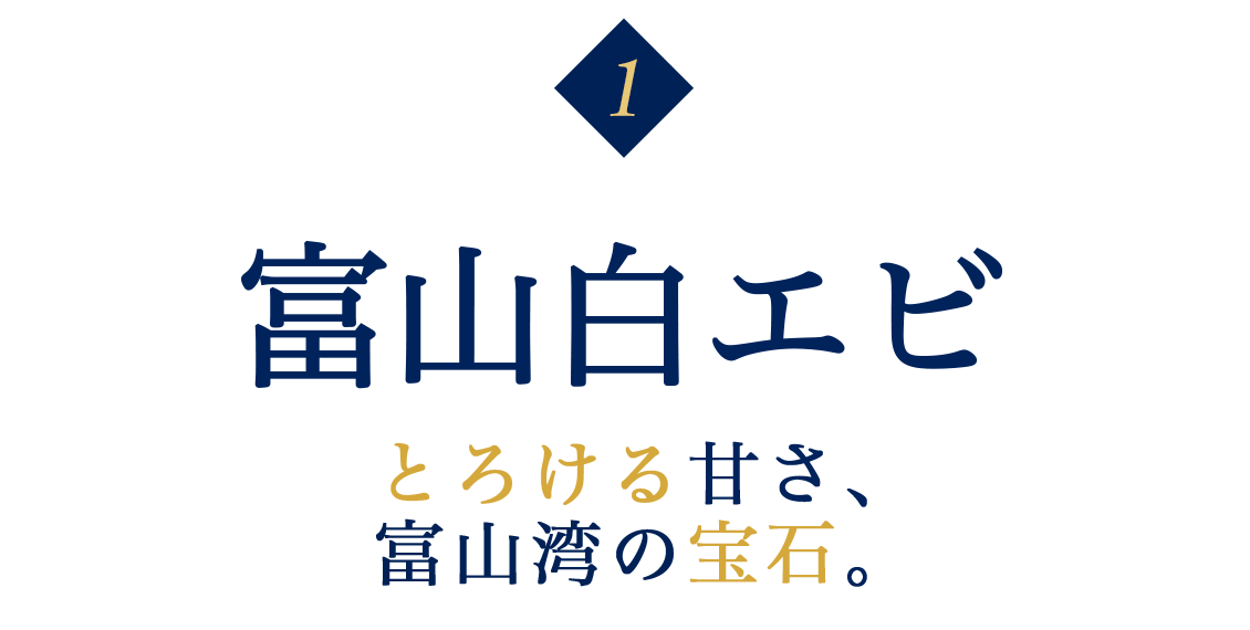 富山県白エビ|とろける甘さ、富山湾の宝石。